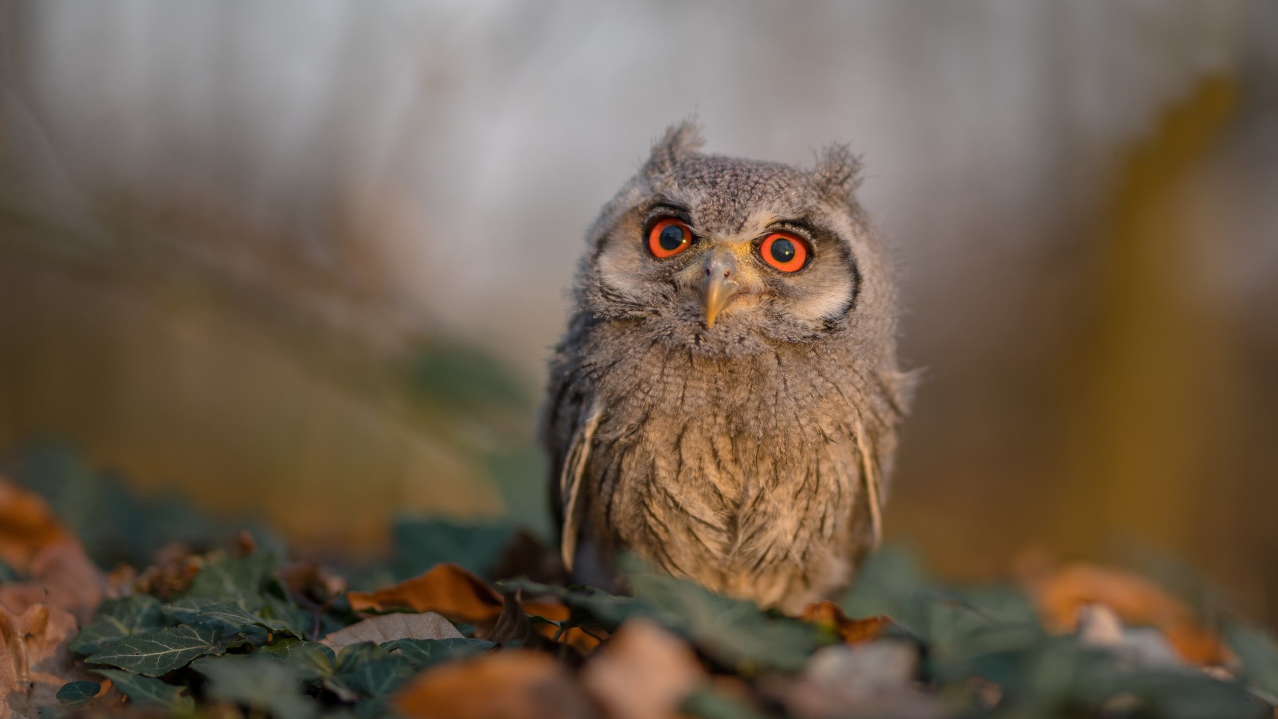 开云在线赛事平台-皮克式爆发！巴拉圭旋风一波带走莱比锡红牛，南美足球的战术革命正在发生